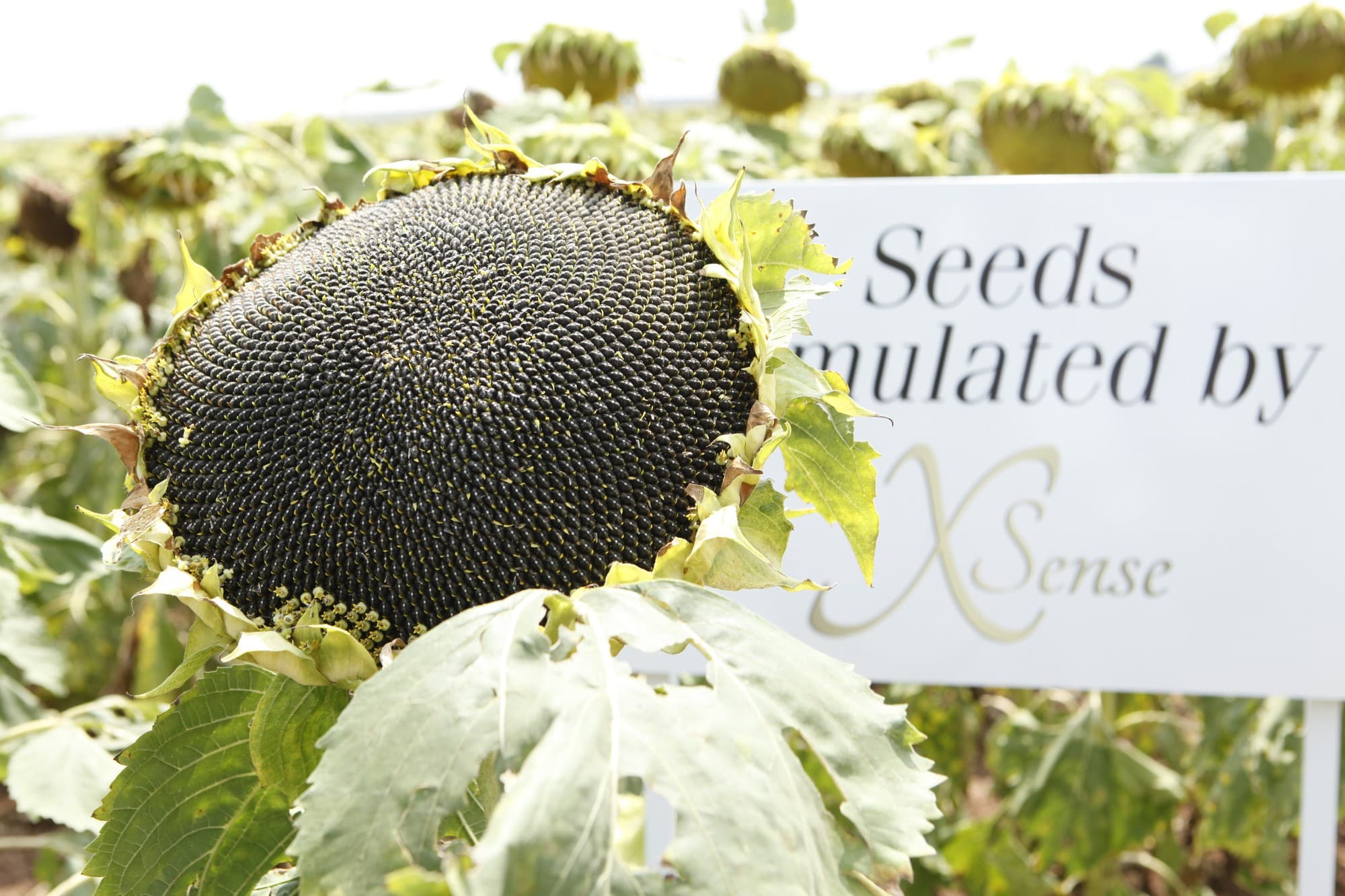 حقل عباد شمس مع لافتة «⁦Seeds Stimulated by XSense⁩» وقرص ناضج، تشوكوروفا (أرشيف، يونيو ⁦2013⁩)