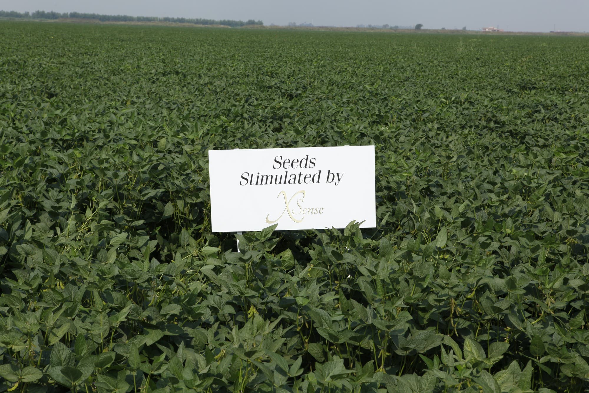 Soya tarlasında "Seeds Stimulated by XSense" tabelası, Çukurova (arşiv, Haziran 2013)